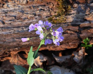 0O7A1624.JPG 0O7A1624.JPG