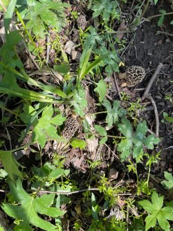 thumbnail_IMG_0552.jpg thumbnail_IMG_0552.jpg