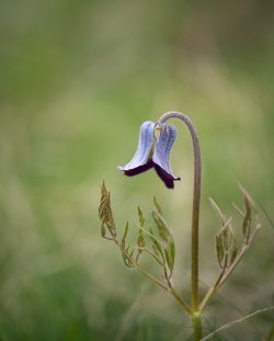 hairy clematis.jpg