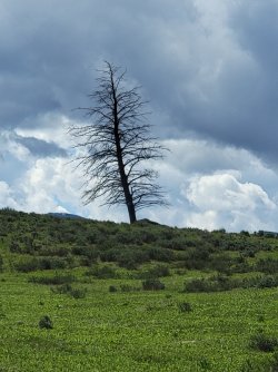 lonely tree.jpg