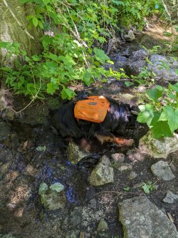 PXL_20230702_183057226.jpg PXL_20230702_183057226.jpg