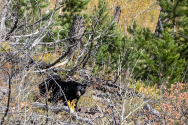 23_9_Bob_Marshall-1.jpg 23_9_Bob_Marshall-1.jpg