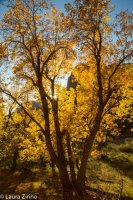 Backlit Tree.jpg Backlit Tree.jpg