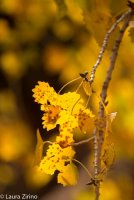 Autumn Leaves Edit_.jpg Autumn Leaves Edit_.jpg