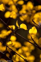 Autumn Abstract 2.jpg