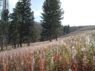 yellowstonehike 092.jpg