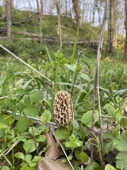 thumbnail_IMG_1741.jpg thumbnail_IMG_1741.jpg