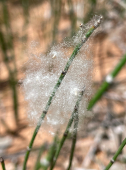 Screen Shot 2024-05-05 at 7.34.05 PM.png