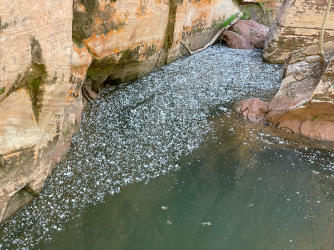 Screen Shot 2024-05-05 at 7.34.33 PM.png