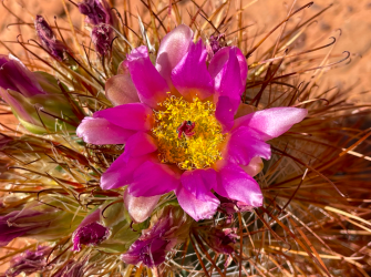 Screen Shot 2024-05-05 at 10.39.49 PM.png