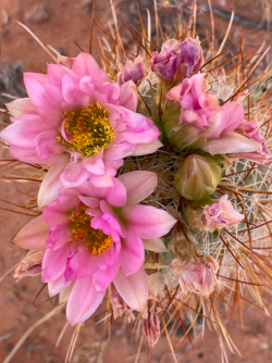 Screen Shot 2024-05-05 at 10.39.23 PM.png