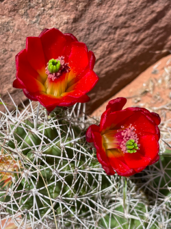 Screen Shot 2024-05-05 at 10.39.11 PM.png