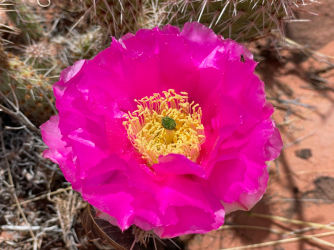 Screen Shot 2024-05-05 at 10.37.23 PM.png