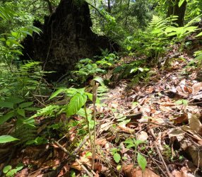 GOPR1046.JPG GOPR1046.JPG