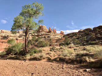 Chocolate Drops Cottonwood.jpg