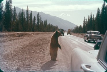 scan0680 BEAR - KOOTENAY.jpg