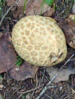 PXL_20240719_141335413.jpg PXL_20240719_141335413.jpg