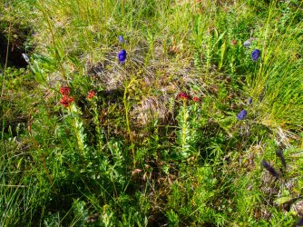 2024_Paxson_monkshood&Rose_Crown.jpg