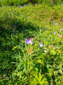 2024_Paxson_geraniums.jpg