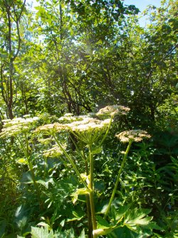 2024_Paxson_cow_parsnip.jpg