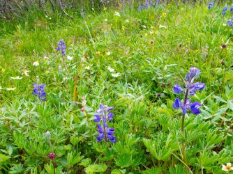 2024_Paxson_Day_2_lupines.jpg