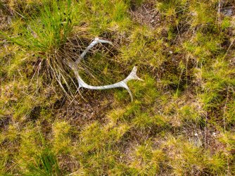 2024_Paxson_Day_2_cbou_antlers.jpg