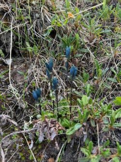 blue green flower.jpg