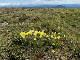 poppies_summit.jpg