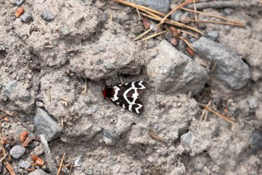 0O7A4565.JPG 0O7A4565.JPG