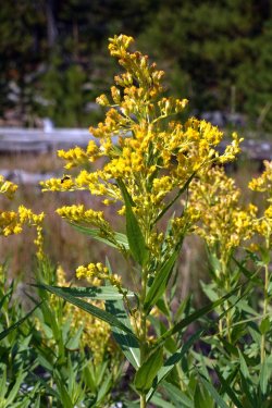 1727017695701.jpeg 1727017695701.jpeg