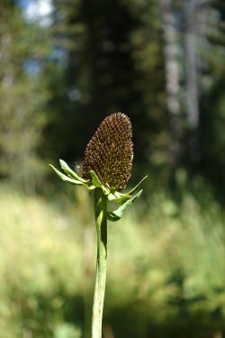 1727018620930.jpeg 1727018620930.jpeg