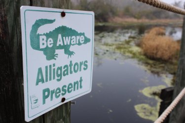 alligators.jpg