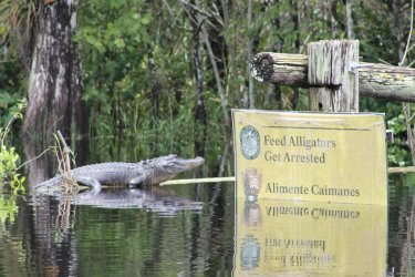 feed alligators.jpg