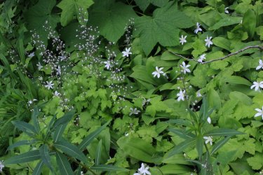 IMG_4438.jpg IMG_4438.jpg