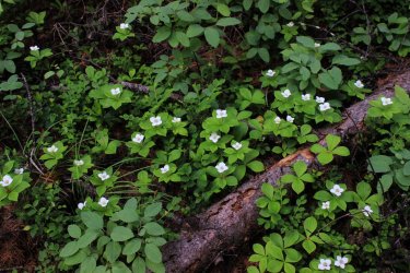 IMG_4455.jpg IMG_4455.jpg