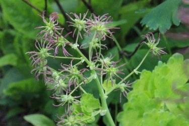 IMG_4601.jpg IMG_4601.jpg