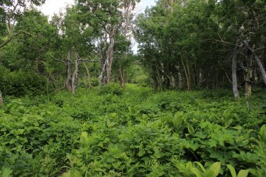 IMG_4605.jpg IMG_4605.jpg