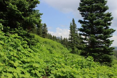 IMG_4617.jpg IMG_4617.jpg