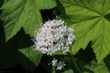 IMG_4620.jpg IMG_4620.jpg