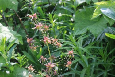 IMG_4687.jpg IMG_4687.jpg