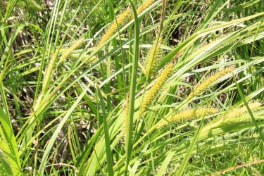 IMG_4795.jpg IMG_4795.jpg