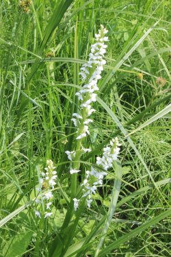 IMG_4811.jpg IMG_4811.jpg