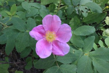 IMG_4815.jpg IMG_4815.jpg