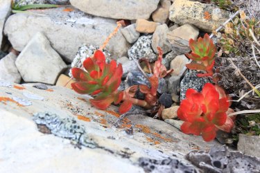 IMG_5466.jpg IMG_5466.jpg