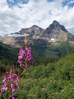 flowers mtns.jpg