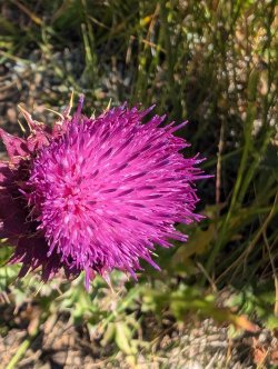 PXL_20240821_182020066~2_Large.jpg PXL_20240821_182020066~2_Large.jpg