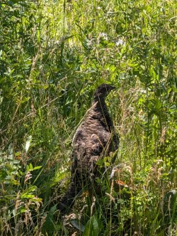 PXL_20240821_173447955_Large.jpg PXL_20240821_173447955_Large.jpg