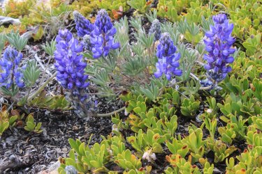 IMG_6210.jpg IMG_6210.jpg