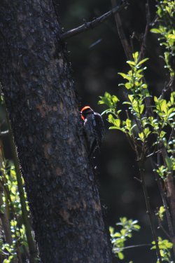 IMG_6298.jpg IMG_6298.jpg