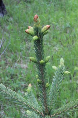 IMG_6484.jpg IMG_6484.jpg